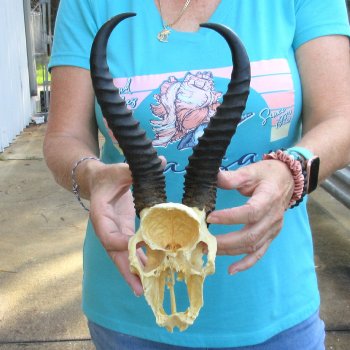 Male Springbok Skull Plate with 10" Horns for $30