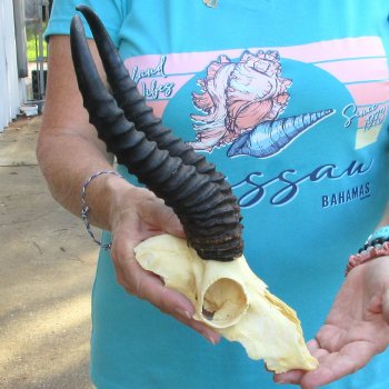 Male Springbok Skull Plate with 10" Horns for $30