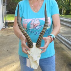 8" Craft-Grade Male Blesbok Skull with 16" Horns - $39