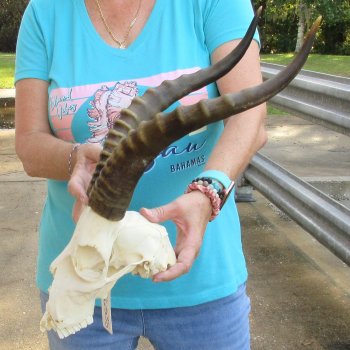 8" Craft-Grade Male Blesbok Skull with 16" Horns - $39