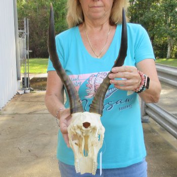 8" Craft-Grade Male Blesbok Skull with 16" Horns - $39