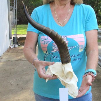 8" Craft-Grade Male Blesbok Skull with 16" Horns - $39