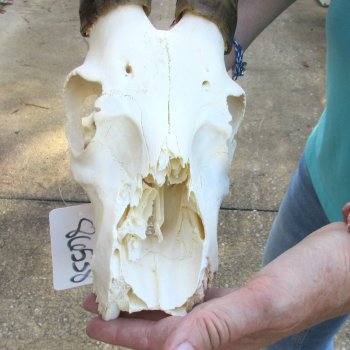 8" Craft-Grade Male Blesbok Skull with 16" Horns - $39