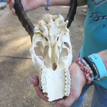 8" Craft-Grade Male Blesbok Skull with 16" Horns - $39