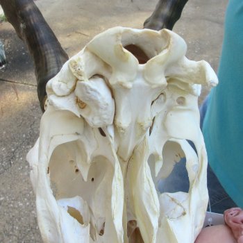 8" Craft-Grade Male Blesbok Skull with 16" Horns - $39