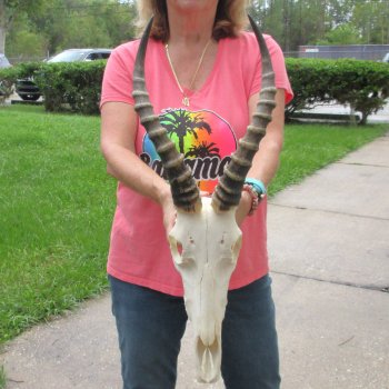 12" Male Blesbok Skull with 15" Horns - $75