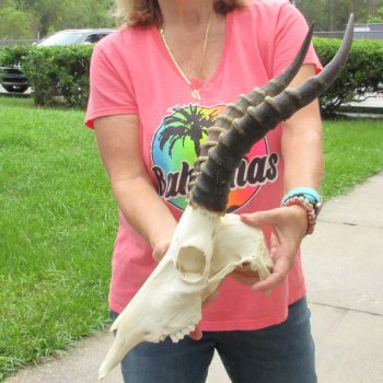 12" Male Blesbok Skull with 15" Horns - $75