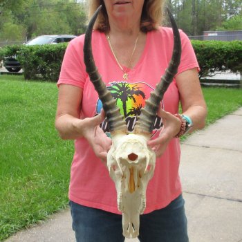 12" Male Blesbok Skull with 15" Horns - $75