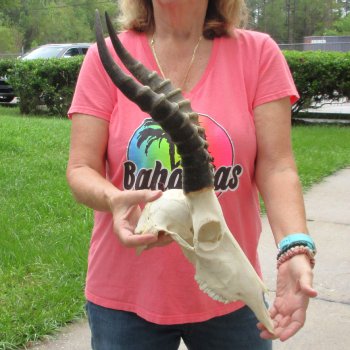 12" Male Blesbok Skull with 15" Horns - $75