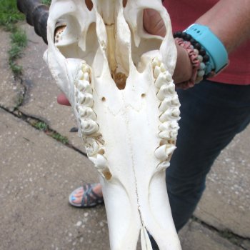 12" Male Blesbok Skull with 15" Horns - $75