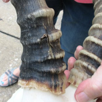 12" Male Blesbok Skull with 15" Horns - $75