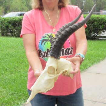 12" Male Blesbok Skull with 15" Horns - $75