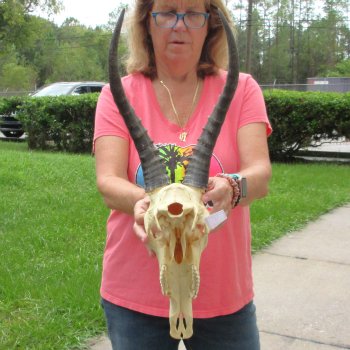 12" Male Blesbok Skull with 15" Horns - $75
