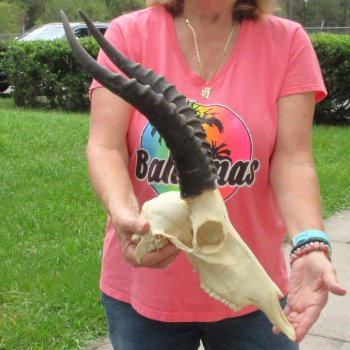 12" Male Blesbok Skull with 15" Horns - $75