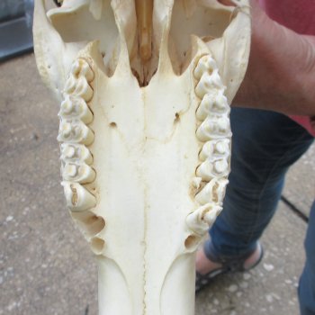 12" Male Blesbok Skull with 15" Horns - $75