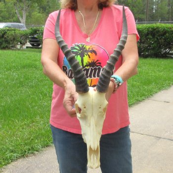 11" Male Blesbok Skull with 13" Horns - $75