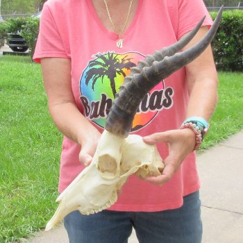 11" Male Blesbok Skull with 13" Horns - $75