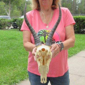 11" Male Blesbok Skull with 13" Horns - $75