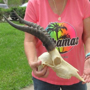 11" Male Blesbok Skull with 13" Horns - $75
