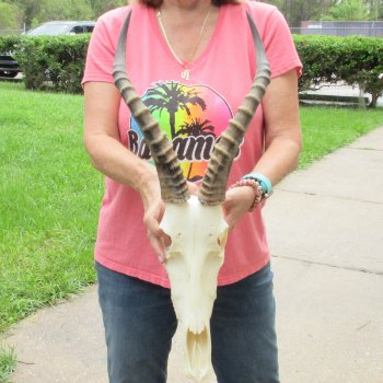 12" Male Blesbok Skull with 16" Horns - $75