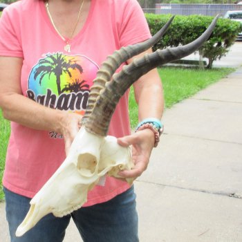 12" Male Blesbok Skull with 16" Horns - $75