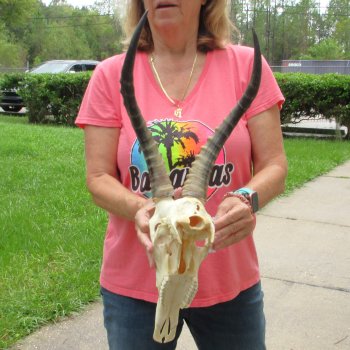 12" Male Blesbok Skull with 16" Horns - $75