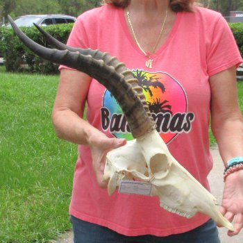 12" Male Blesbok Skull with 16" Horns - $75