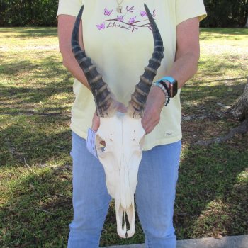 12" Male Blesbok Skull with 13" Horns - $70