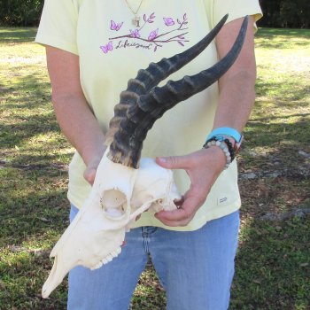 12" Male Blesbok Skull with 13" Horns - $70