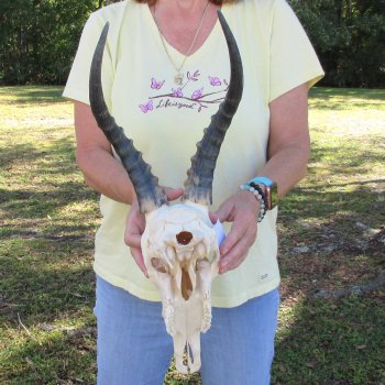 12" Male Blesbok Skull with 13" Horns - $70