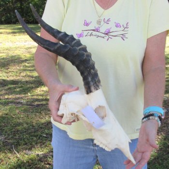 12" Male Blesbok Skull with 13" Horns - $70
