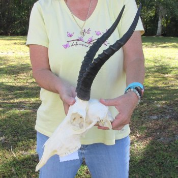 11" Female Blesbok Skull with 13" Horns - $70