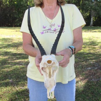 11" Female Blesbok Skull with 13" Horns - $70