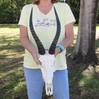 12" Male Blesbok Skull with 13" Horns - $70