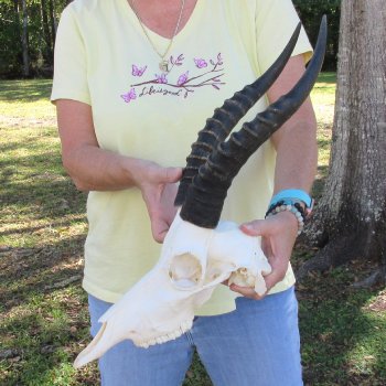12" Male Blesbok Skull with 13" Horns - $70