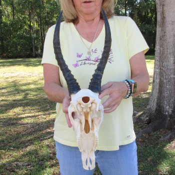12" Male Blesbok Skull with 13" Horns - $70
