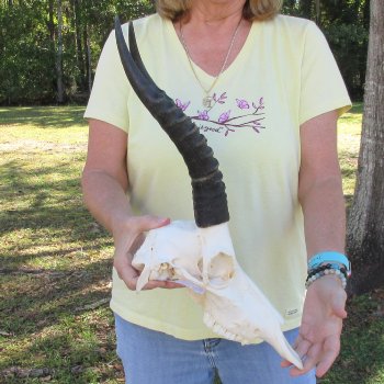 12" Male Blesbok Skull with 13" Horns - $70