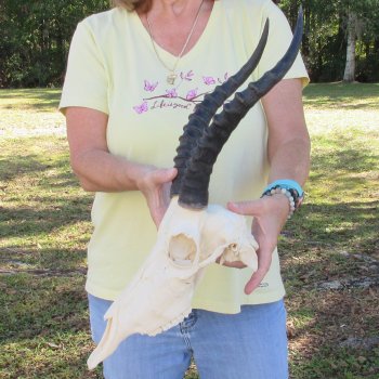 12" Female Blesbok Skull with 13" Horns - $70