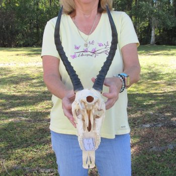 12" Female Blesbok Skull with 13" Horns - $70
