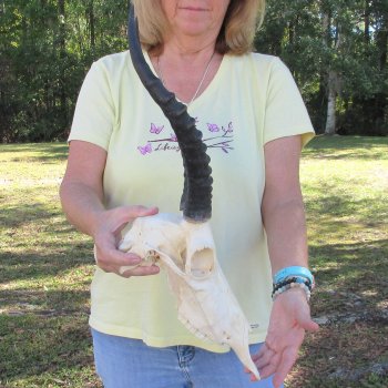 12" Female Blesbok Skull with 13" Horns - $70