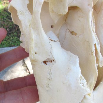 12" Female Blesbok Skull with 13" Horns - $70