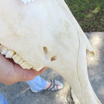 12" Female Blesbok Skull with 13" Horns - $70