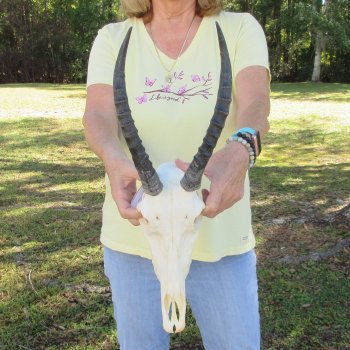 11" Female Blesbok Skull with 11" Horns - $70