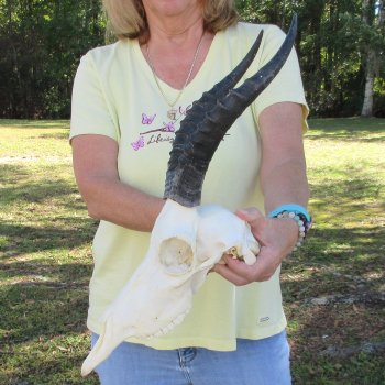 11" Female Blesbok Skull with 11" Horns - $70