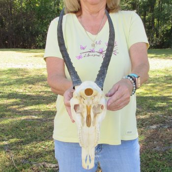 11" Female Blesbok Skull with 11" Horns - $70