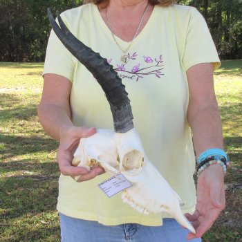 11" Female Blesbok Skull with 11" Horns - $70