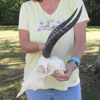 12" Female Blesbok Skull with 12" Horns - $70