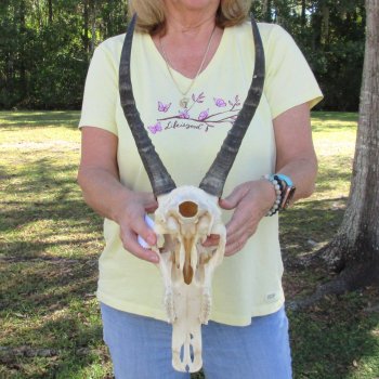 12" Female Blesbok Skull with 12" Horns - $70