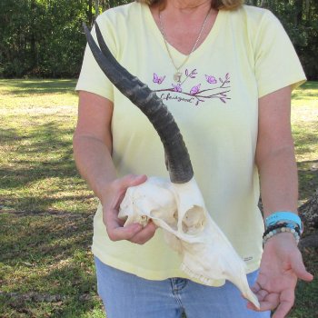12" Female Blesbok Skull with 12" Horns - $70