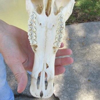 12" Female Blesbok Skull with 12" Horns - $70